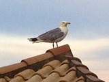 gull on roof