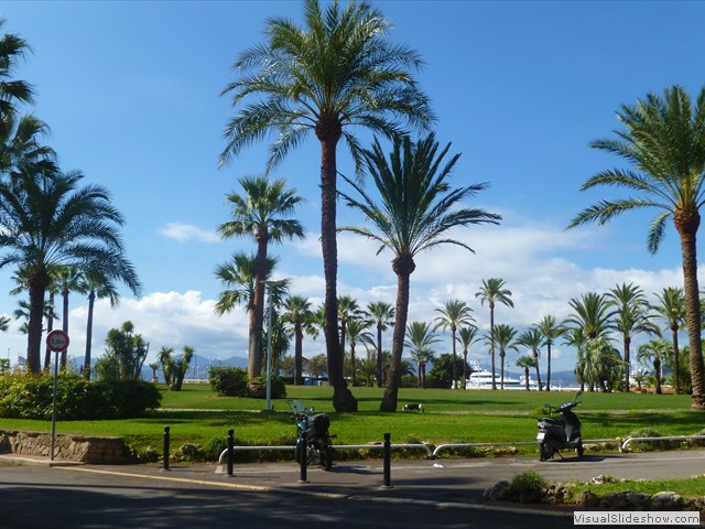 palm park