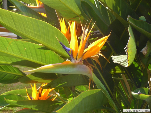 birds of paradise