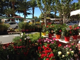 market flowers