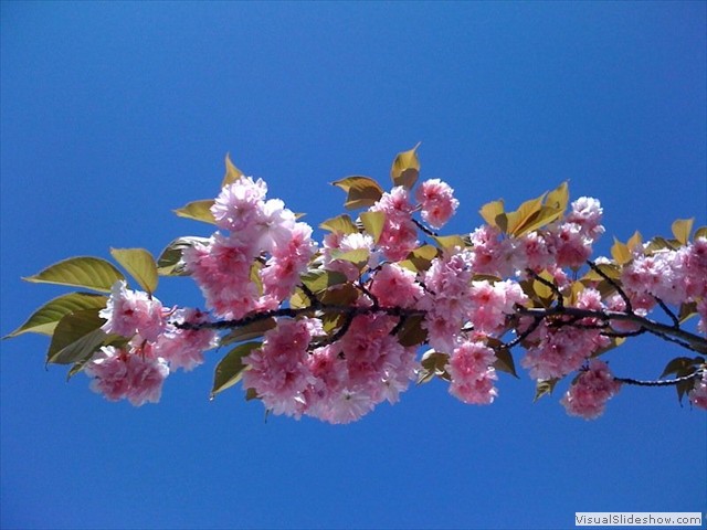 blossom n blue