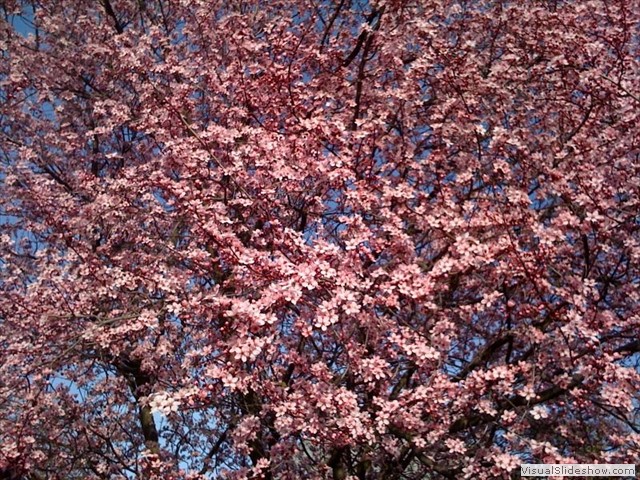 cherry tree