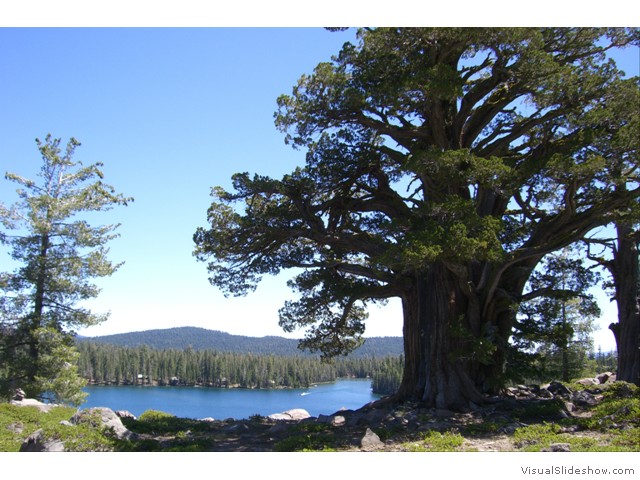 Elder tree