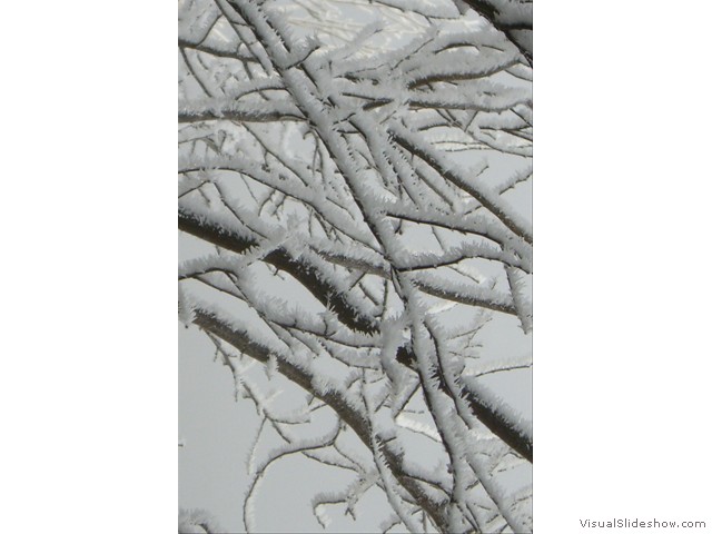 frost branch