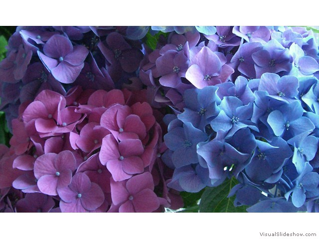 hydrangea tri close