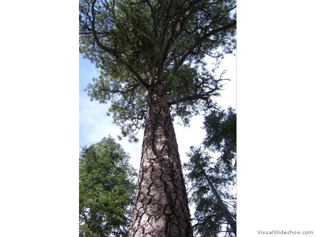 jeffrey pine