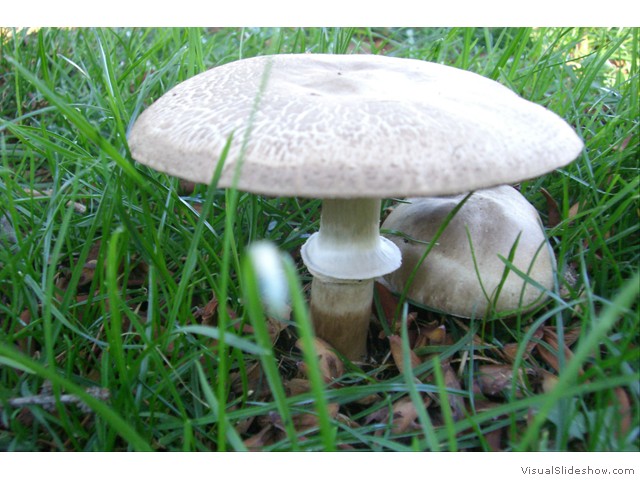 mushroom