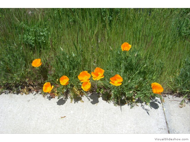 poppies orange