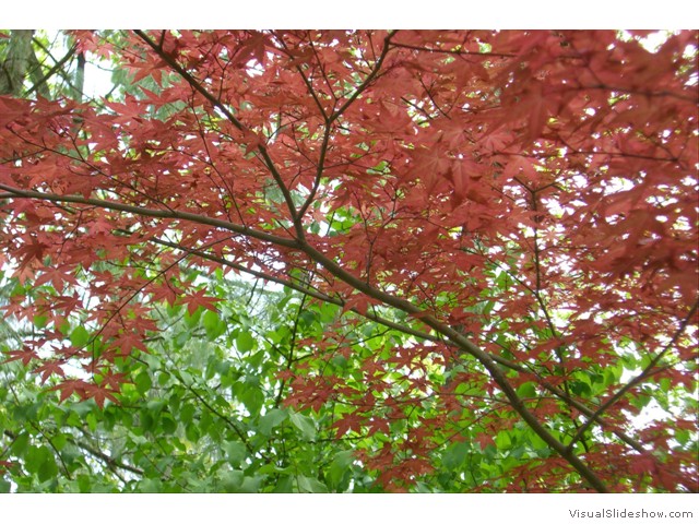 red & green leaves