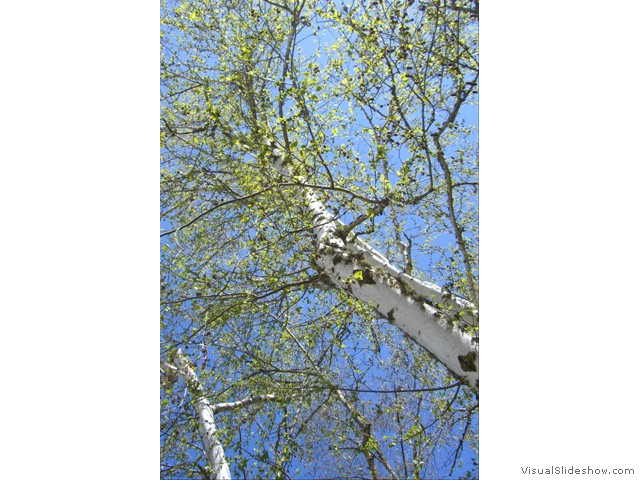 spring birch