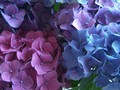 hydrangea tri close