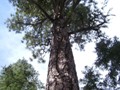 jeffrey pine