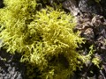 moss coral