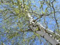 spring birch