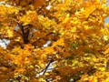 yellow leaves