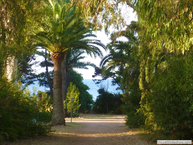 path palm close