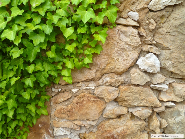 stone ivy