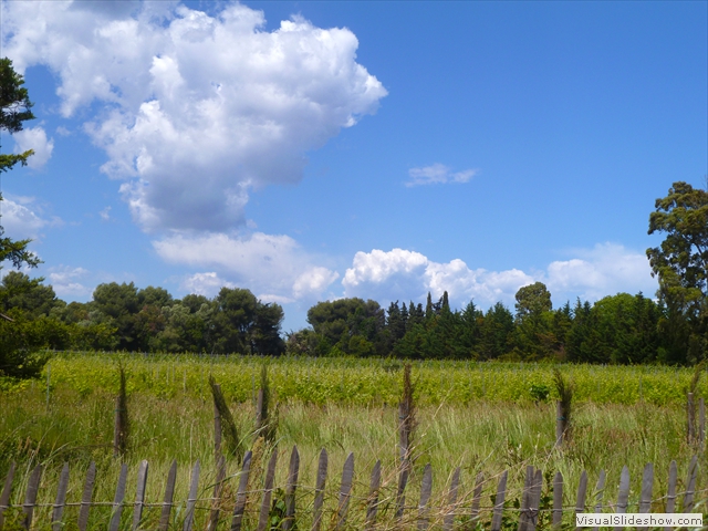 vineyards cloud