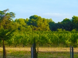 grapes field