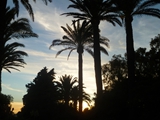 palms dawn