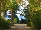 path palm close