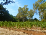 vineyard3