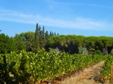 vineyards5