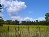 vineyards cloud