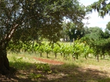 vineyards tree